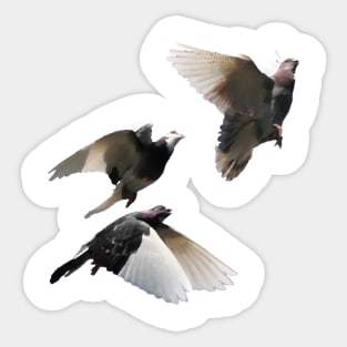 Rock Doves in Flight Sticker